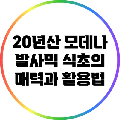 20년산 모데나 발사믹 식초의 매력과 활용법