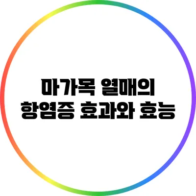 마가목 열매의 항염증 효과와 효능