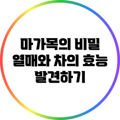마가목의 비밀: 열매와 차의 효능 발견하기