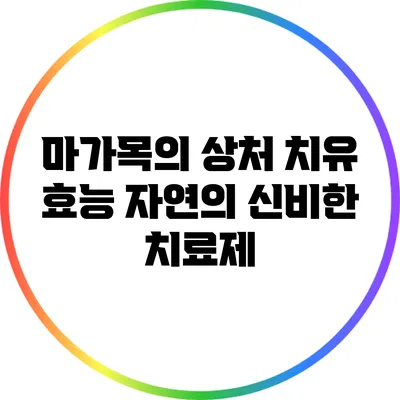 마가목의 상처 치유 효능: 자연의 신비한 치료제