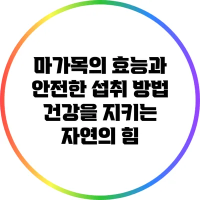 마가목의 효능과 안전한 섭취 방법: 건강을 지키는 자연의 힘