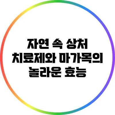 자연 속 상처 치료제와 마가목의 놀라운 효능